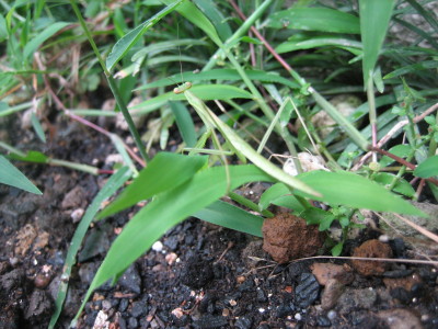 画像: カマキリ観察、、、